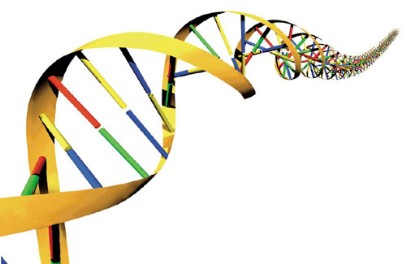 Podwójna helisa DNA